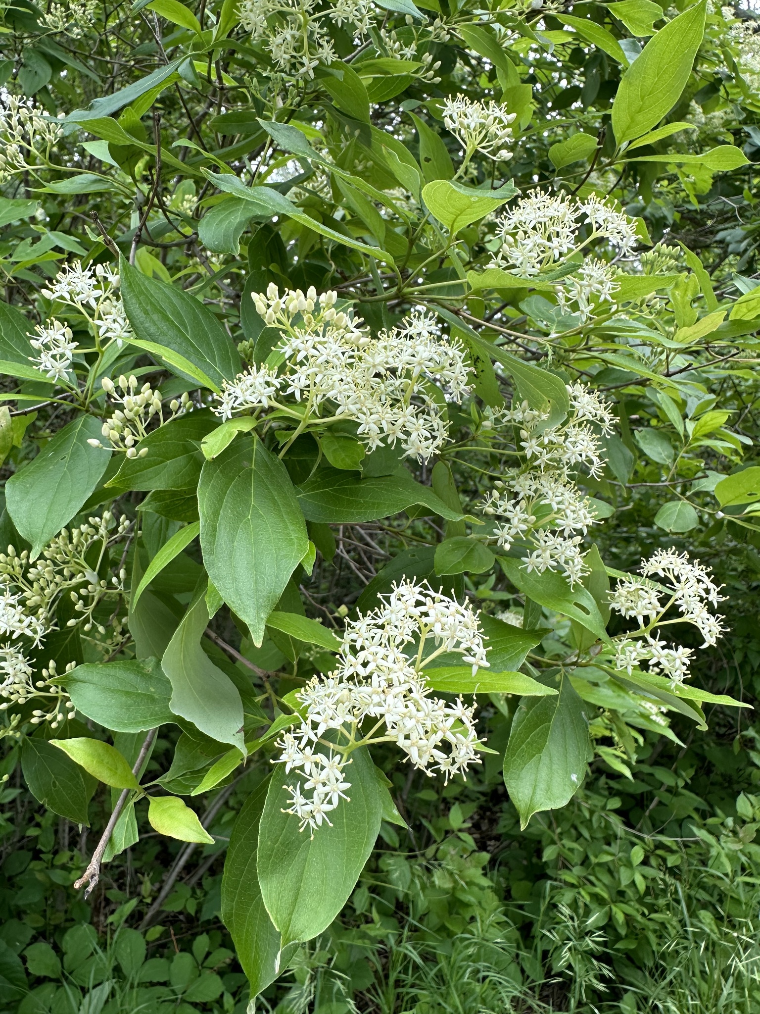 <p>Shrub, growing along open. Marsh edges, or streambanks, often with weeping branches, that touch the ground</p>