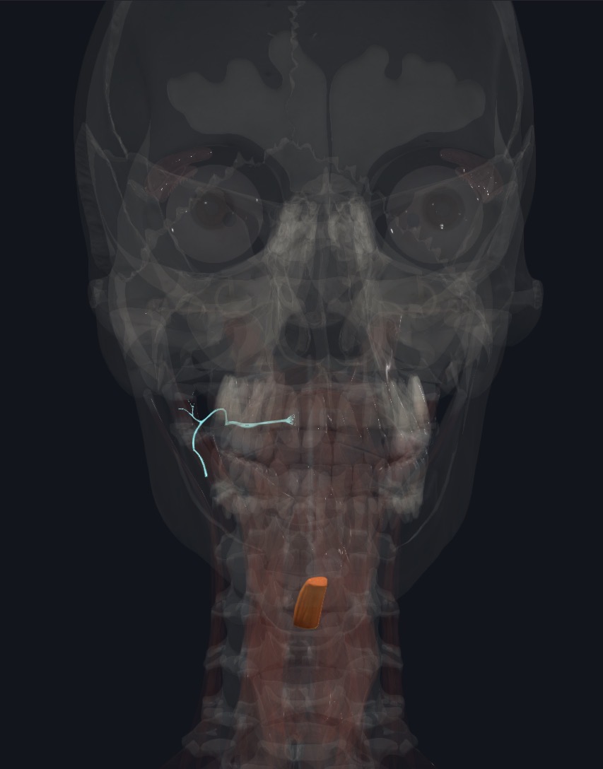 <p>C1 via hypoglossal N. (CN XII) &amp; Nerve to geniohyoid </p>
