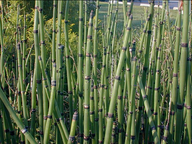 <p><span>This plant is a primitive, evergreen perennial fern ally that thrives in moist to wet environments, spreading aggressively via deep rhizomes</span>. It features rigid, hollow, bamboo-like green stems separated by black or ash-gray nodes. The stems are highly abrasive due to high silica content.</p>