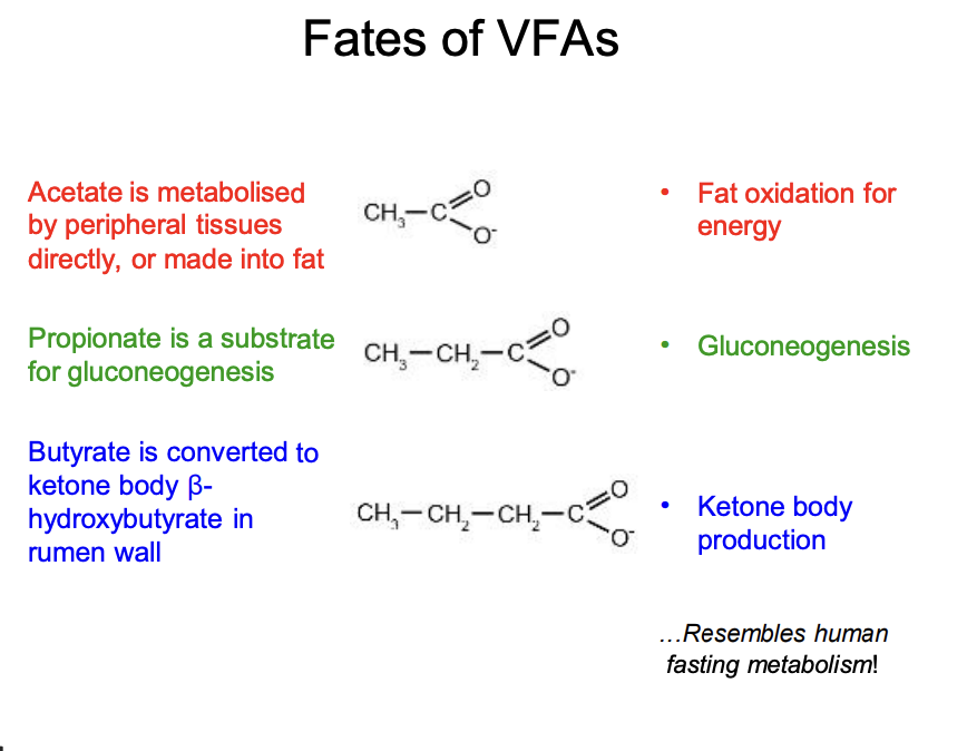 <ul><li><p>passes in the portal blood to the liver</p><ul><li><p>major substrate for <strong>gluconeogenesis</strong></p></li></ul></li><li><p>note: short-chain fatty acids can be made into glucose (unlike in long chain)</p></li><li><p>or made into fat</p></li></ul><p></p>