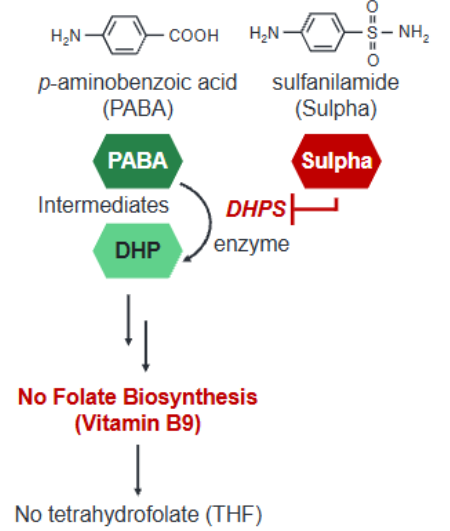 <p>Drugs that prevent the Folate cycle by mimicking pABA (p-aminobenzoic acid) that makes folate</p><p>Inhibit folate biosynthesis, THF cycle, and purine biosynthesis </p><p>Bacteriostatic agents</p><p></p>