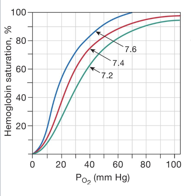 <ul><li><p>causes for low pH</p></li><li><p>increase in muscle activity forces muscles to use anaerobic respiration, which results in an increase in lactic acid, H+, and C2</p></li><li><p>decrease in pH due to increased metabolism causes a right shift for the saturation of a P<sub>O2,</sub> meaning that at a given pressure, there is less hemoglobin saturation</p></li></ul><p></p>