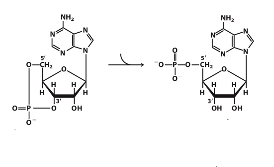 <p>What enzyme catalyzes this reaction? What are the intermediates, if any?</p>