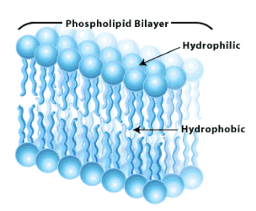 <ul><li><p><span style="background-color: transparent;">Made up of two layers of phospholipids</span></p></li><li><p><span style="background-color: transparent;">A phospholipid itself has a hydrophilic head that faces toward extracellular and intracellular aqueous situations while the lipophilic tails face toward each other</span></p></li><li><p><span>Lipophilic molecules get taken in, while hydrophilic molecules are repelled</span></p></li></ul><p></p>