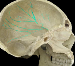 <p>weblike groove; grooves from protective tissue</p>