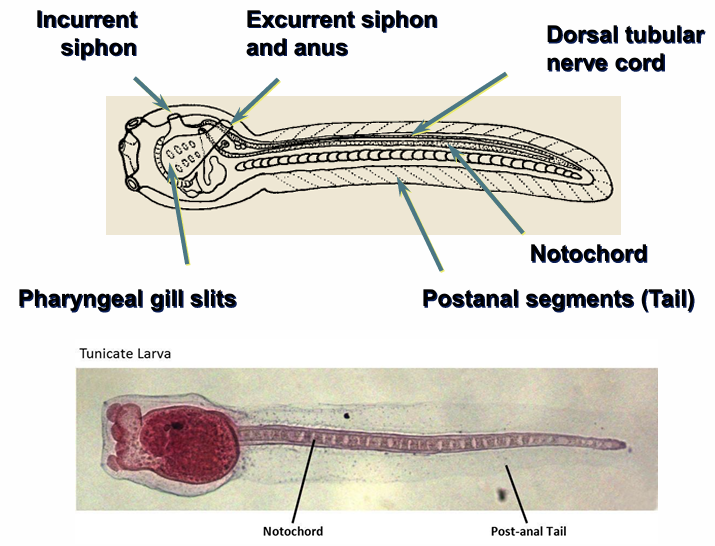 <p>larval stage for Urochordates</p>