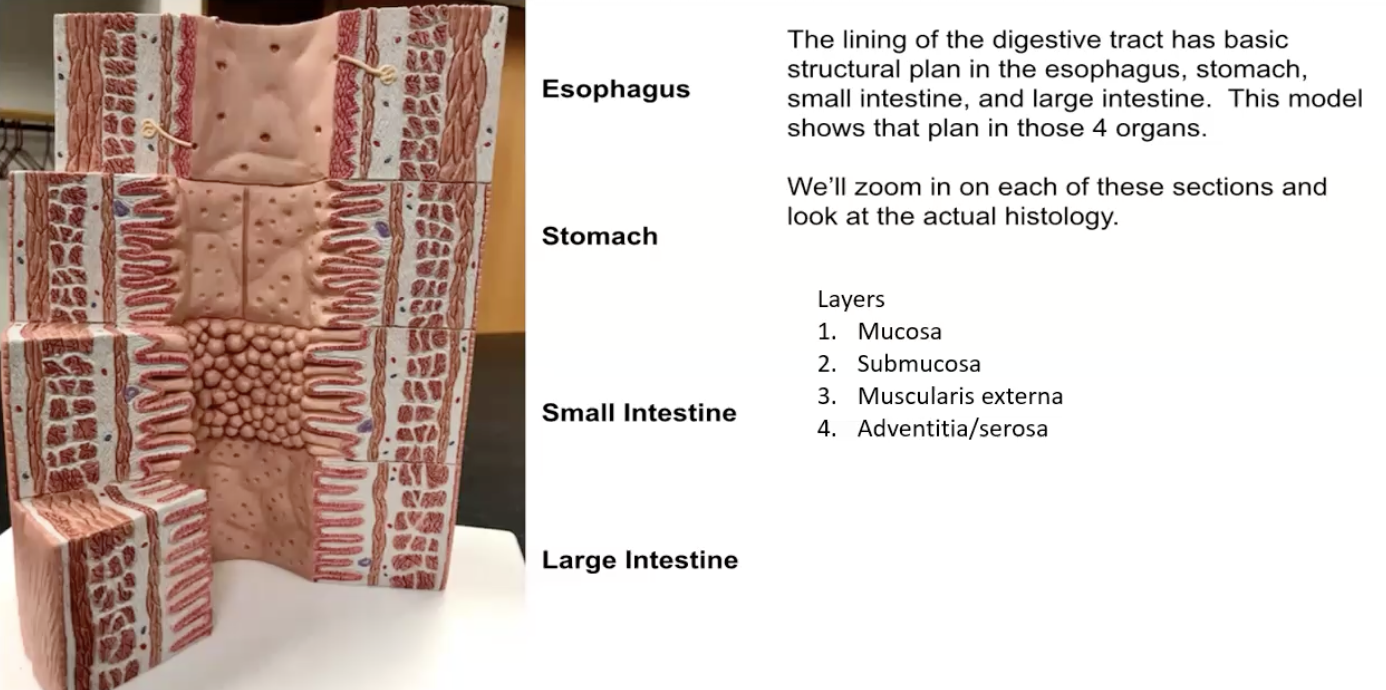 <p>Esophagus, stomach, small intestine, large intestine (all have the same 4 layers)</p><p>- Starting from the lumen out (hole in the middle)</p><ol><li><p>Mucosa</p></li><li><p>Submucosa</p></li><li><p>Muscularis externa</p></li><li><p>Adventitia/serosa</p></li></ol><p></p>