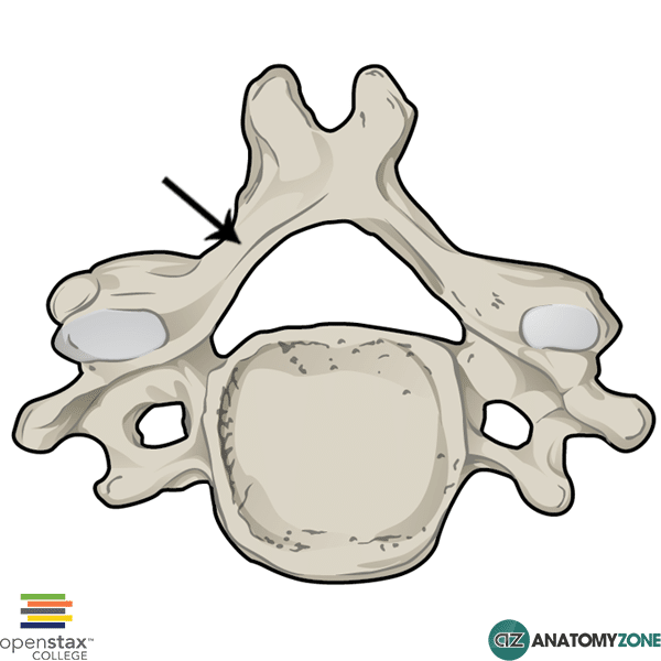 <p>Broad, flat plate extending medially from the pedicle to fuse at the posterior midline of the vertebral arch.</p>