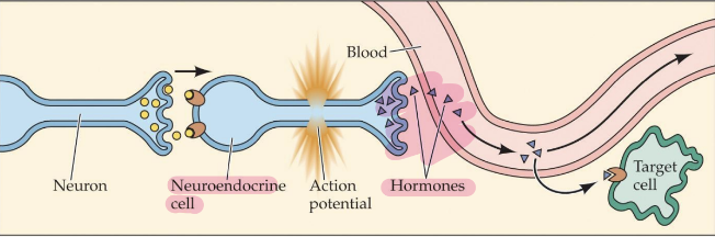<p>Neuroendocrine cells convert action potentials into hormones by releasing neurotransmitters in response to neuronal signals, which trigger the release of hormones into the bloodstream. </p>