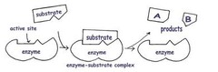 <p>Suggests that the tertiary structure of the active site is fixed so the active site doesn't change shape</p><p>Due to random collisions, the substrate binds to an enzyme's active site to form an enzyme-substrate complex</p><p>Temporary bonds form between the substrate molecule and the amino acids on the surface of the active site, distorting the bonds in the substrate and lowering the activation energy </p><p>The substrate is broken down into products which are released</p>