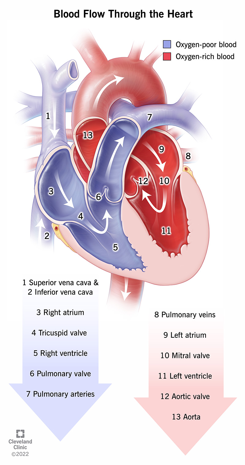 <p>blood carrying carbon dioxide</p><ol><li><p>right atrium → tricuspid valve → right ventricle → pulmonary valve → lungs (oxygen replaces carbon dioxide)</p></li></ol><p>blood carrying oxygen</p><ol><li><p>lungs → left atrium → bicuspid valve → left ventricle → aortic valve → aorta (blood throughout body)</p></li></ol><p></p>