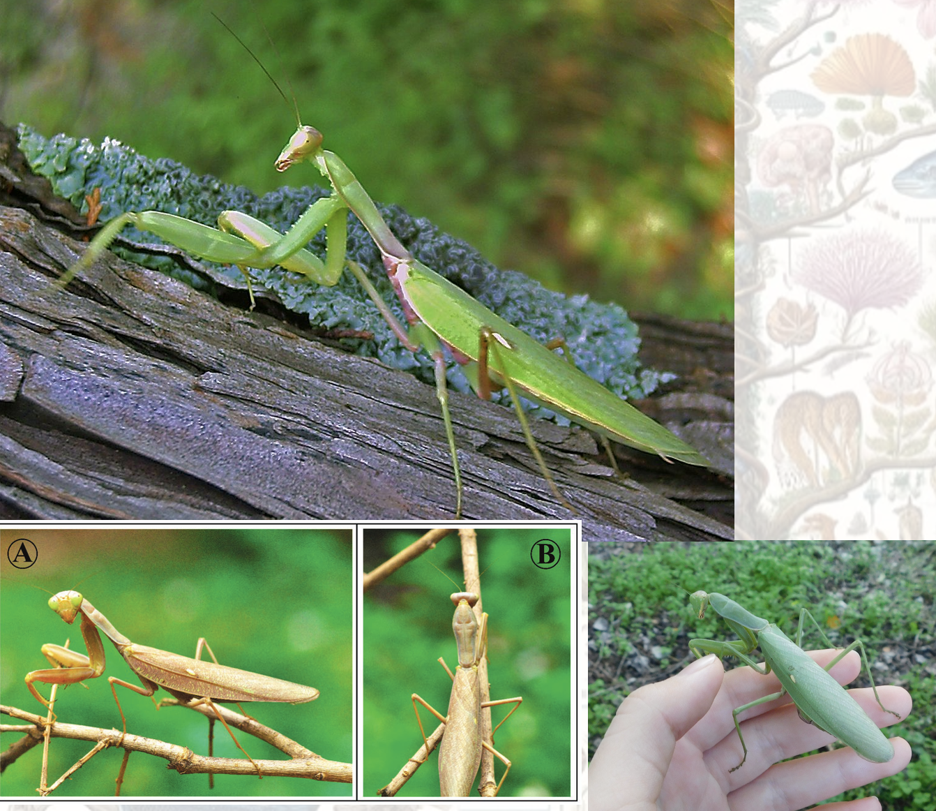 <p>Latin, magyar, védett?</p>