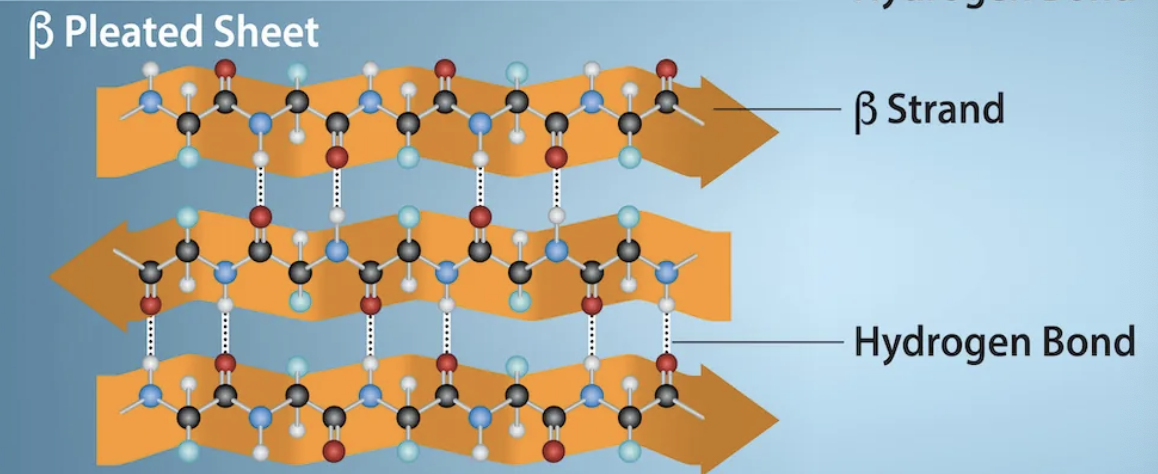 <p>secondary structure</p>