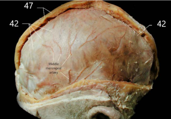 <p>Name The connective tissue at 42</p>