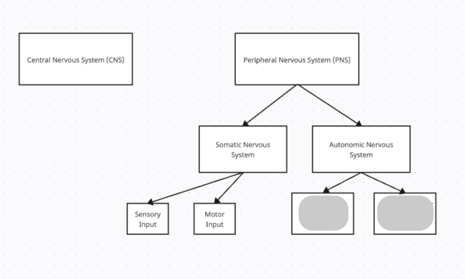 <p>The two subdivisions of the Autonomic Nervous System are…</p>