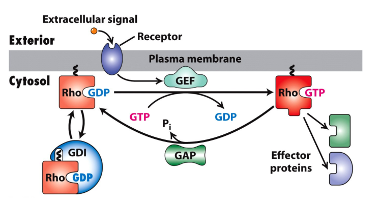 <p>Small G-proteins → Rho family GTPases </p><p>Rho family GTPases = members of Ras </p><ul><li><p>Rho, Rac, Cdc42</p></li><li><p>Act as small molecular switches b/w: </p><ul><li><p>Active form = bound to GTP </p></li><li><p>Inactive form = bound to GDP </p></li></ul></li></ul><p><strong>GEFs</strong> = Guanine Nucleotide Exchange Factors = GDP → GTP = <span style="color: green;">ACTIVATE</span></p><p><strong>GAPs</strong> = GTPase Activating Proteins (GAPs) = GTP → GDP = <span style="color: red;">DEACTIVATE</span></p><p><span>GDIs = Guanine Nucleotide Dissociation Inhibitors (GDIs) = stabilize GDP </span></p><p></p>