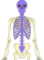 <p>head, neck, trunk</p>