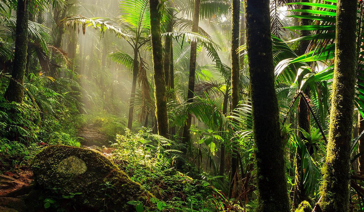 <p>Tropical rainforests </p>