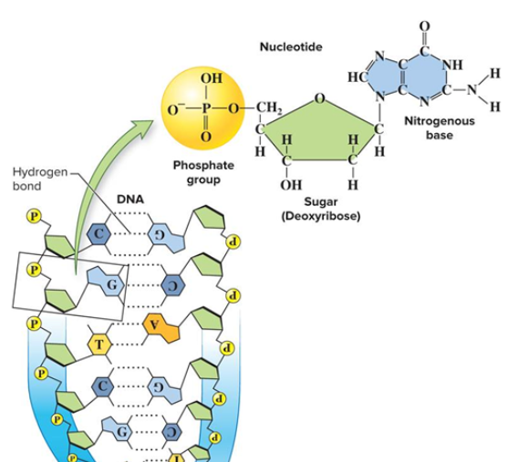 <p>Have three parts: negatively charged phosphate groups, 5-carbon deoxyribose sugars, and nitrogen bases (A, T, C, G).</p>