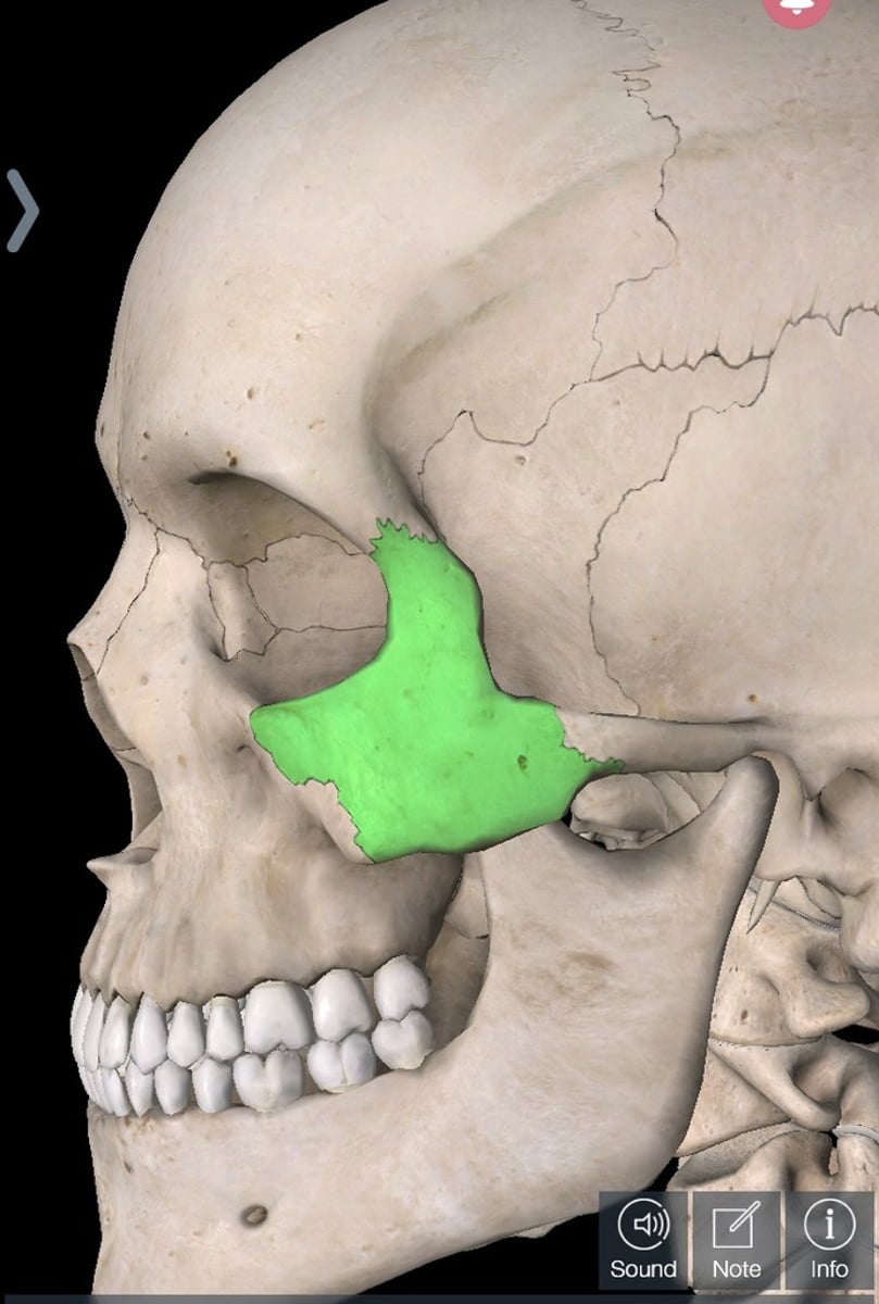 <p>Name this bone</p>
