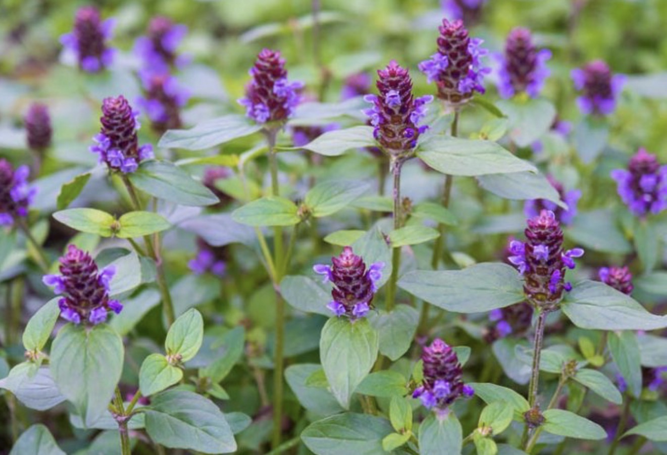 <p>Prunella vulgaris hardiness</p>