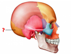 <p>Identify this bone.</p>