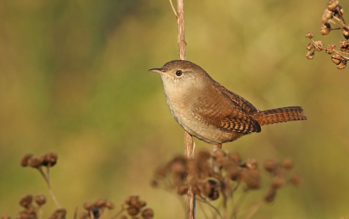 <p>Northern House Wren</p>