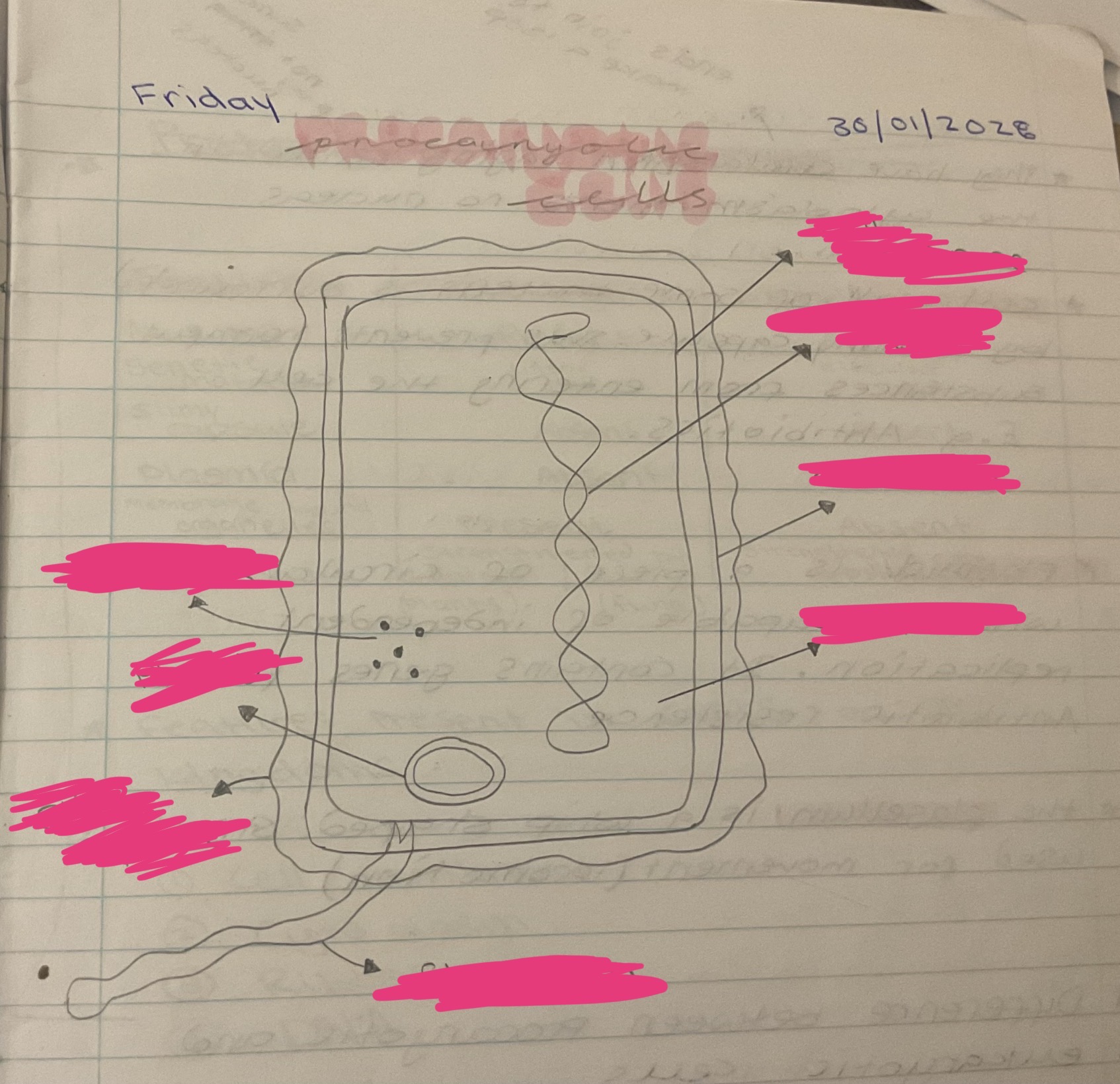 <p>Label this plant cell</p>