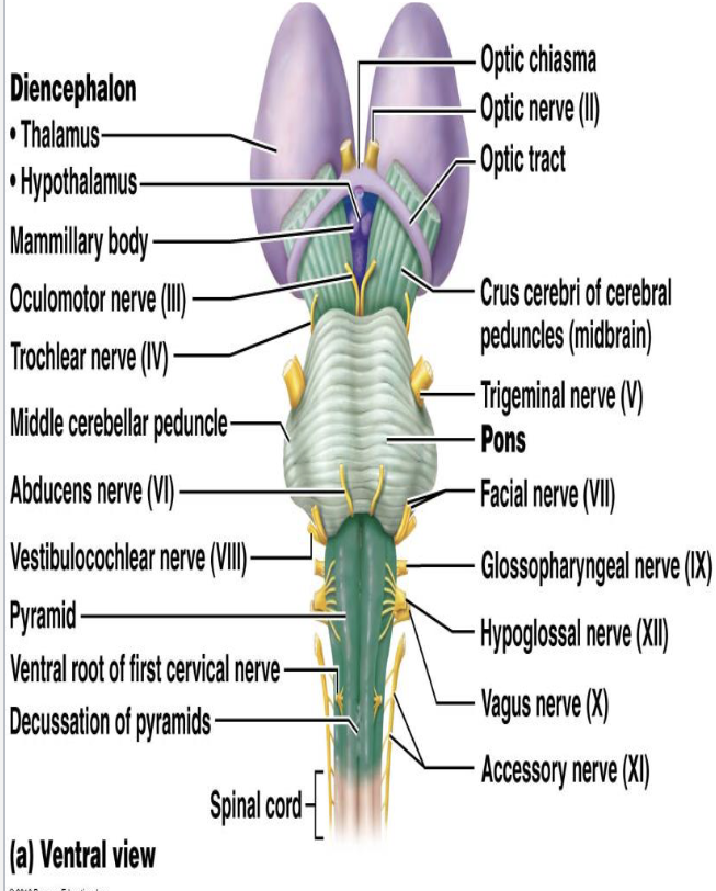 <p><strong>Brain Stem: Cranial Nerves</strong></p><ul><li><p>How many cranial nerves are associated with the brain stem?</p></li><li><p>What information do cranial nerves carry?</p><ul><li><p>Which cranial nerves are associated with the midbrain?</p><ul><li><p>Which cranial nerves are associated with the pons?</p><ul><li><p>Which cranial nerves are associated with the medulla?</p></li></ul></li></ul></li></ul></li></ul><p></p>