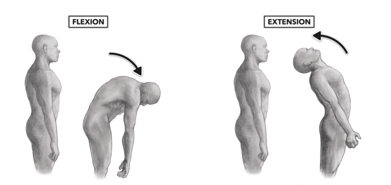 <p>What is involved in Extension of Trunk / Vertebral Column</p>
