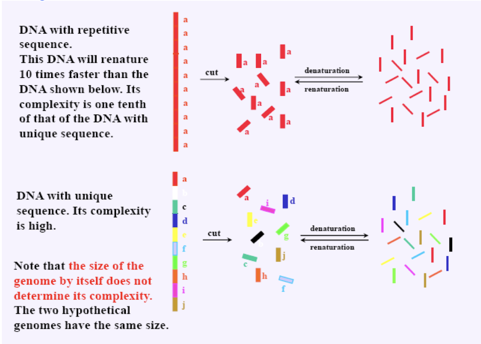 <p>more rapidly than unique sequences (also denature faster)</p><p>easier to find pairing partners/arrange back into the proper sequence when repeated/less complex</p>