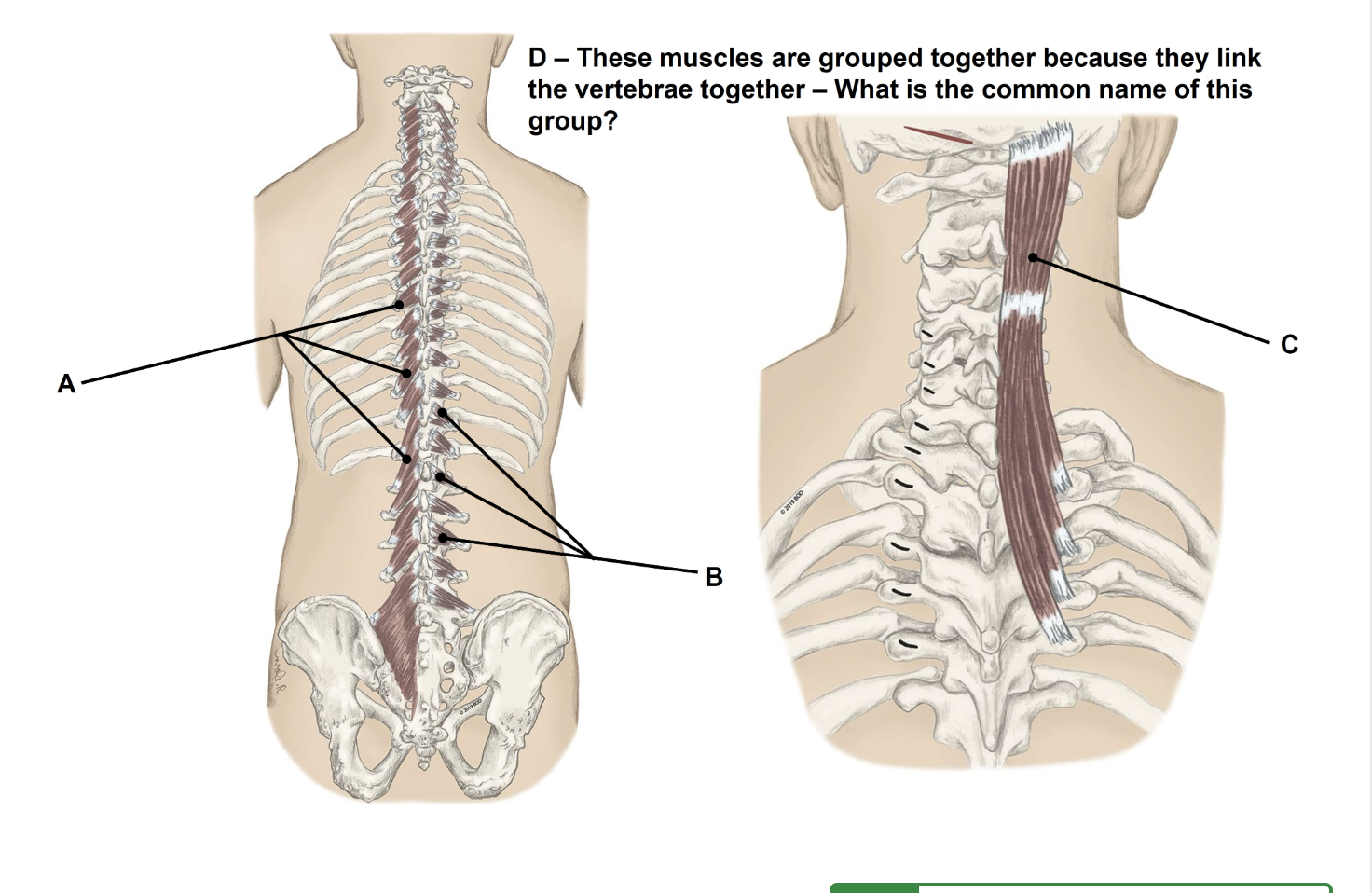 <p><span>Match the appropriate term with the landmark or structure (A-D) identified in the picture below and answer the question that is posed about these muscles (D). Answers are used once and there are incorrect choices. NO partial credit.</span></p>