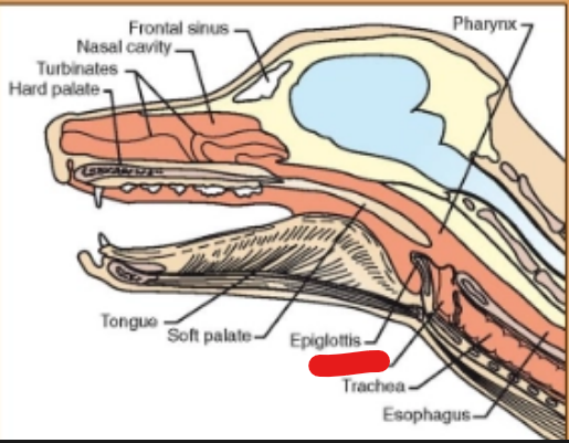 <p>what is it (Respiratory System)</p>