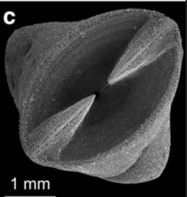 <p>Fulcral ridges (flexible)</p>