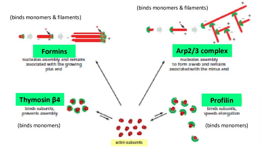 <ol><li><p><strong>Formins</strong> = nucleate unbranched actin</p></li><li><p><strong>Arp2/3 complex</strong> = nucleates branched actin w/ WASP protein</p></li></ol><p></p><ol><li><p><strong>Profilin</strong> = actin polymerization (Exchange factor, ADP-actin → ATP-actin)</p></li><li><p><strong>Thymosin β4</strong> = sequesters protein → decrease actin polymerization → depolymerization</p></li></ol><p></p>