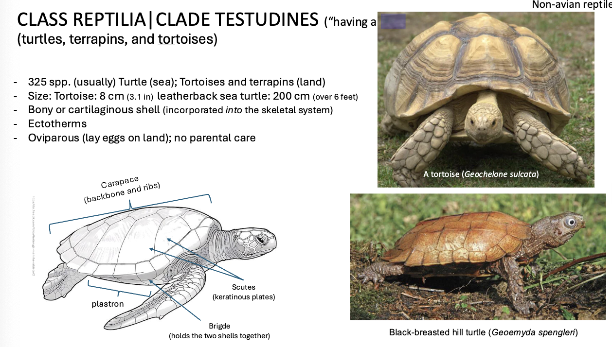 <p>TESTUDINES (“Having a shell”)</p>