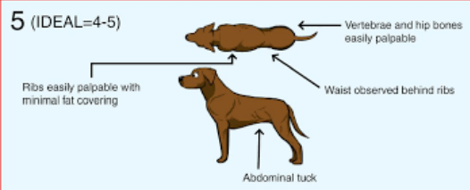 <ul><li><p>5/9 or 3/5</p></li><li><p>ribs easily felt</p></li><li><p>waist observed behind ribs when viewed from above</p></li><li><p>abdominal tuck present</p></li></ul><p></p>