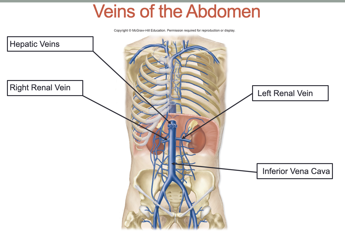 <ol><li><p>Hepatic Veins</p></li><li><p>Right renal vein</p></li><li><p>Left renal vein</p></li><li><p>Inferior vena cava</p></li></ol><p></p>