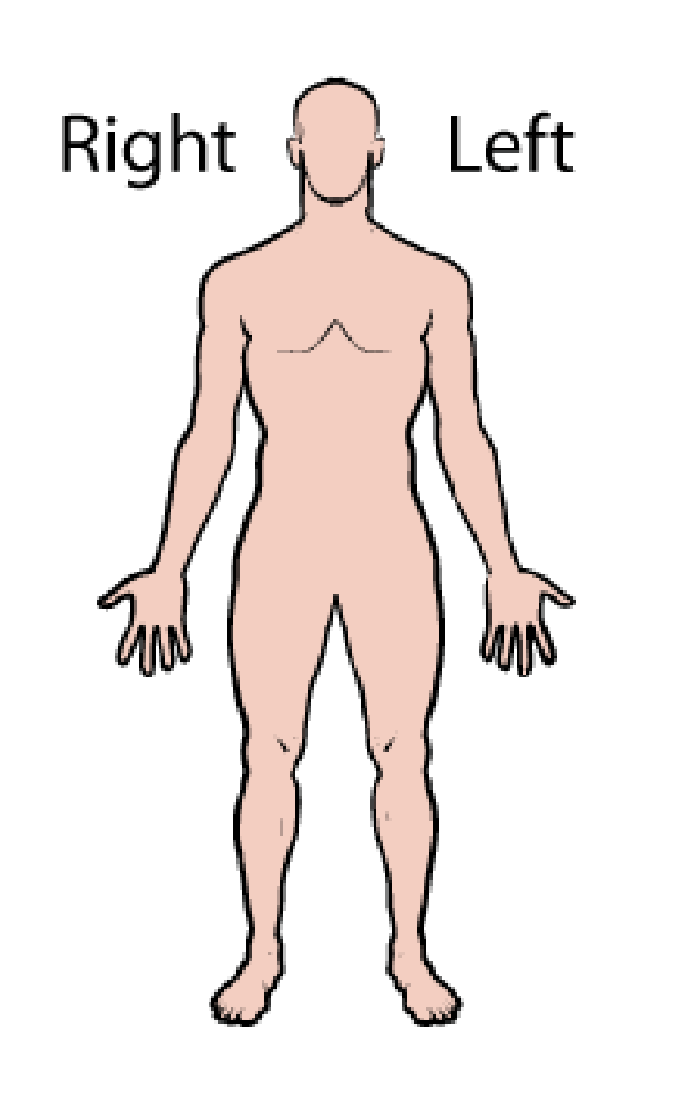 <p>Right and left referring to the body being observed not in terms of you the observer. </p>