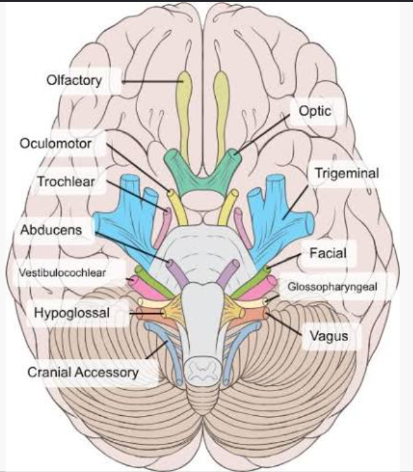 <p>trigeminal nerve </p>