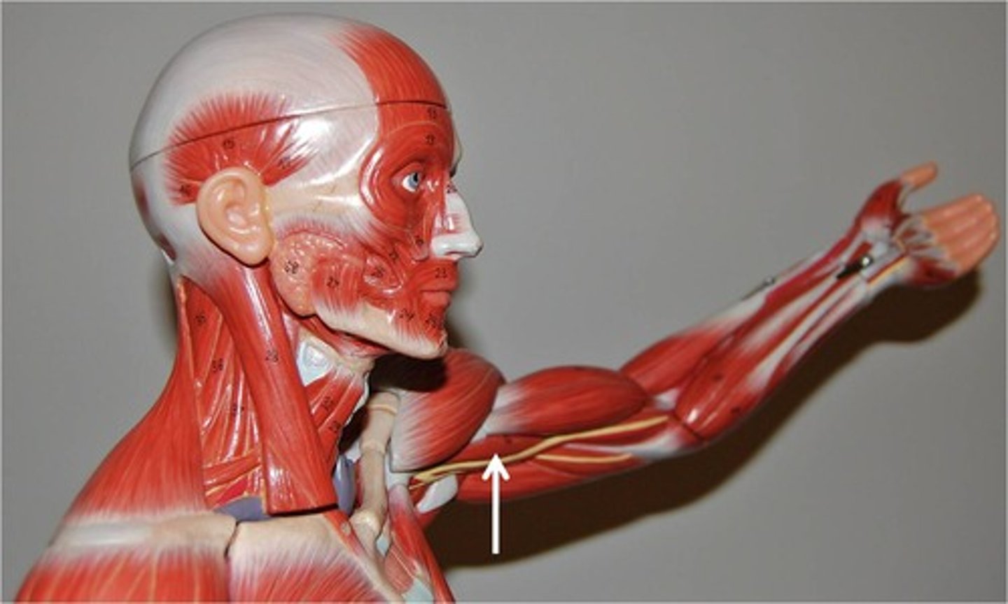 <p>Action - flexes and adducts the humerus</p>