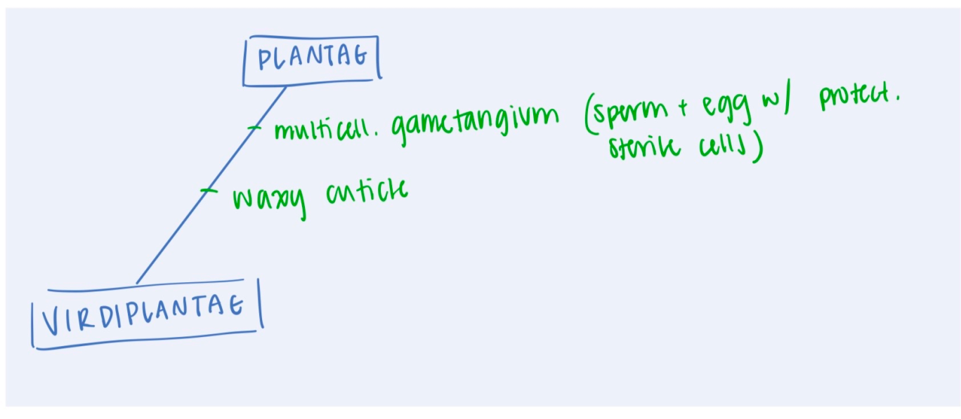 <p>Archaeplastida: Viridiplantae: <strong>Plantae (3: synapomorphies/fertilization)</strong></p>