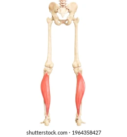 <p>What muscle is this?</p>