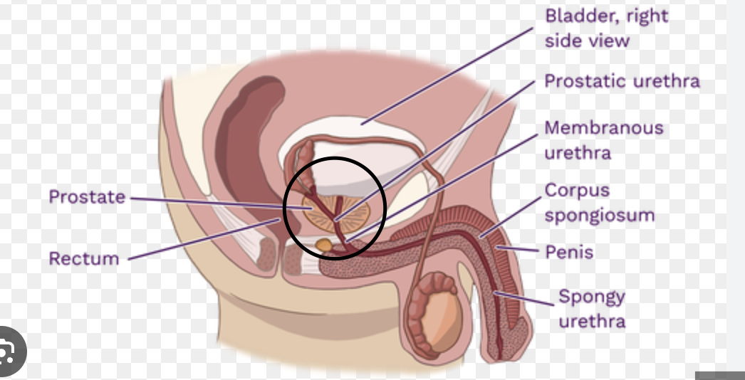 <p><mark data-color="rgba(0, 0, 0, 0)" style="background-color: rgba(0, 0, 0, 0); color: inherit;">a pair of accessory glands in the male reproductive system that produce approximately 70-80% of the fluid in semen</mark></p>