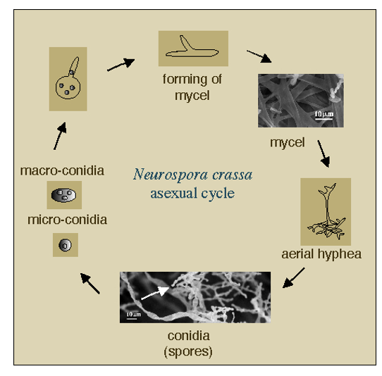 <p><span><em>Neurospora crassa </em>undergoes an asexual cycle whereby it transitions through different morphological states as it grows.&nbsp; </span></p><ul><li><p><span>As the mycel front grows it forms conidia (spores) that can be easily observed.&nbsp;</span></p></li></ul><p></p>