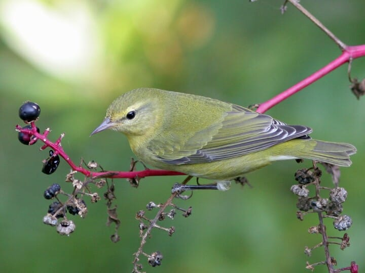 <p>tennessee warbler</p><p>plain warbler <br>move green than Orange-crowned</p>