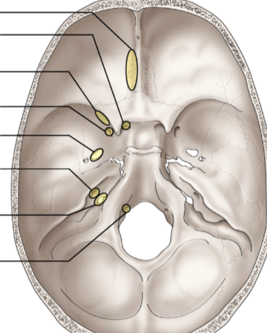 <p>location of cranial nerve foramen</p>