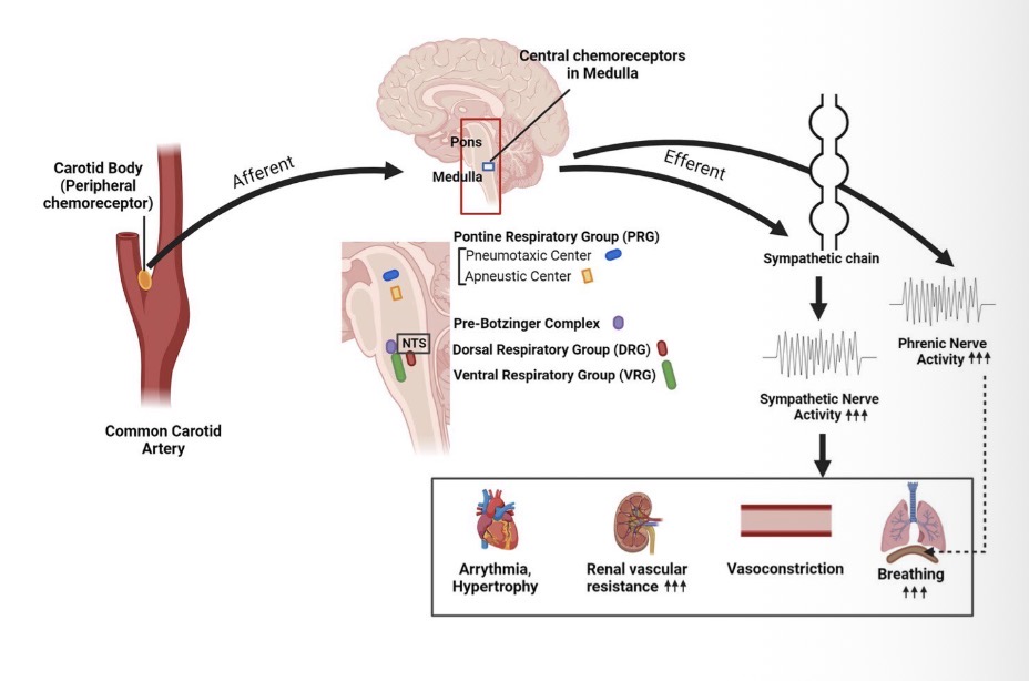 <p>response to chemical changes sensed by receptors (↓pH, ↓O2, ↑CO2)</p><ul><li><p>primary role is adjusting respiration</p></li><li><p>secondary role is using vasomotor changes to increase perfusion</p></li></ul><p></p>