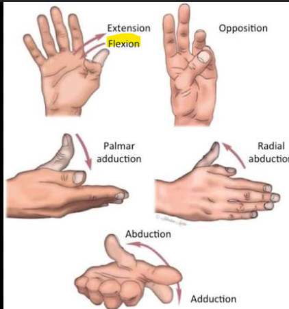 <p>Flexor of Pollex (Cmc / MCP / IP joints)</p>
