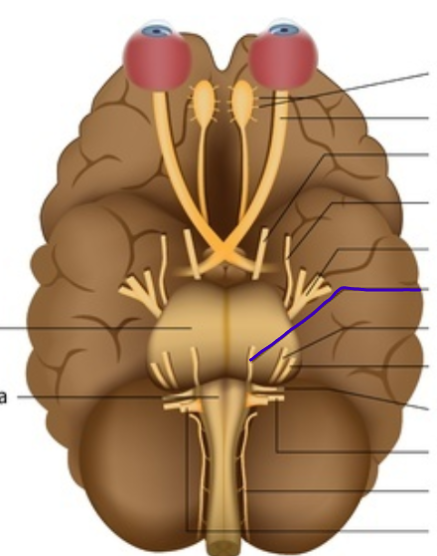 <p>A cranial nerve that controls the lateral rectus muscle of the eye.</p>